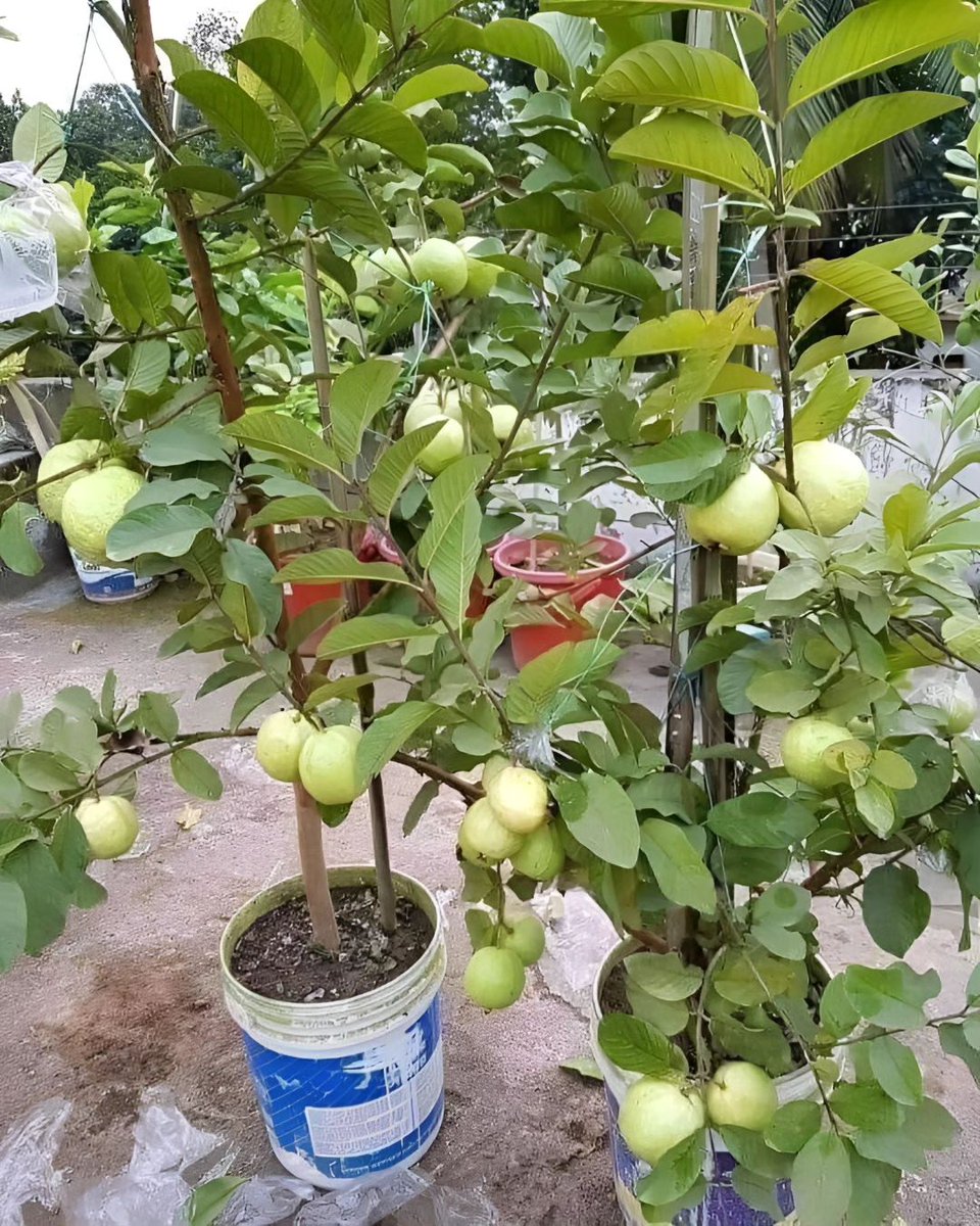 Rocsta_farm's tweet photo. Absolutely! Many people are adopting indoor gardening and container gardening techniques to grow fresh produce at home, regardless of limited space or living in apartments. It's a great way to have a #sustainable and #fresh supply of fruits and vegetables. #farmexploit https://t.co/ZuF4AIf70f