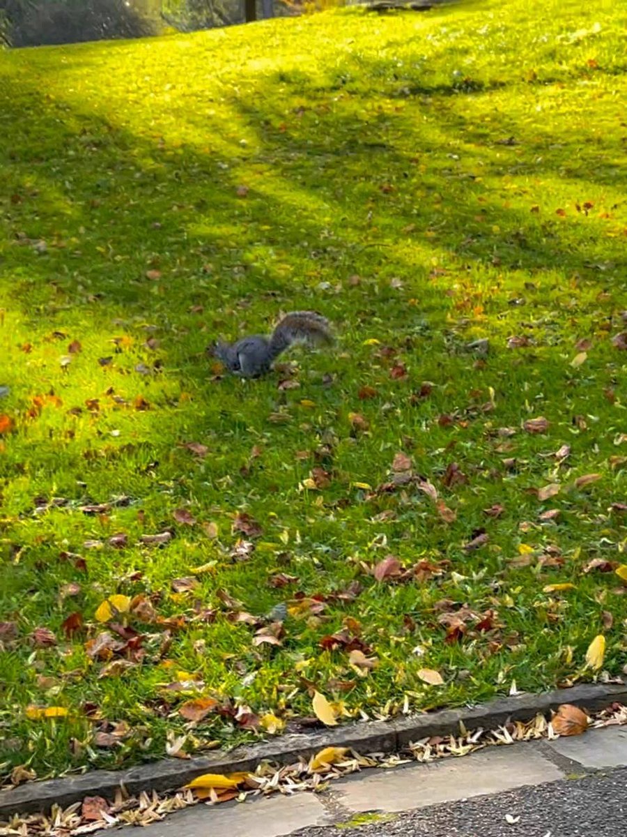 starligh✴ tweet media