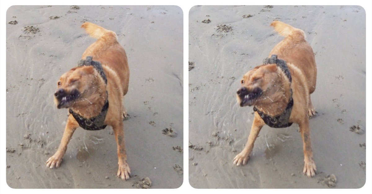 StereoSimian's tweet photo. Look who’s back! 

@DoggoPunky is 100% healed after four months of recovering from a nasty operation, and is as splashy as ever in #stereoscopic #3D! https://t.co/2ydjGz4wG8