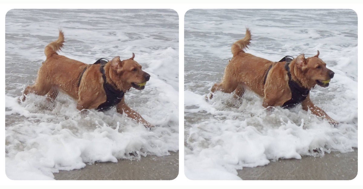 StereoSimian's tweet photo. Look who’s back! 

@DoggoPunky is 100% healed after four months of recovering from a nasty operation, and is as splashy as ever in #stereoscopic #3D! https://t.co/2ydjGz4wG8