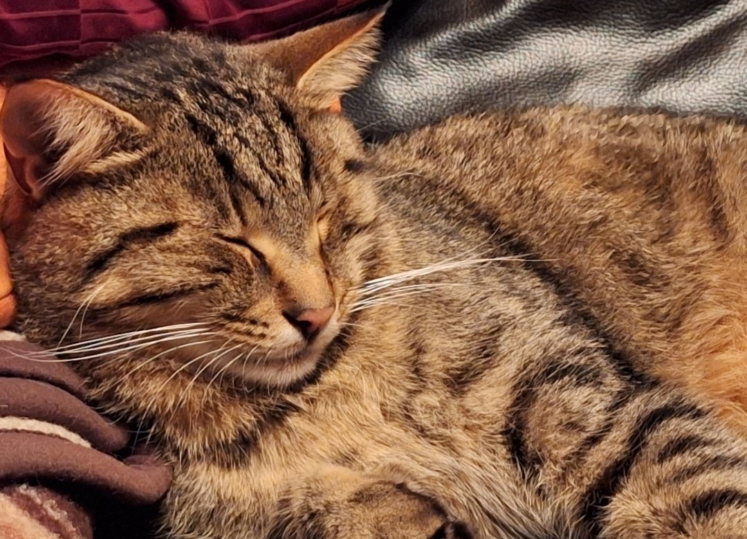 Please pray 🙏 for our missing cat, his name is "Giacomo" he is 2, 5 years old, we are having much an icy storm. really scary.