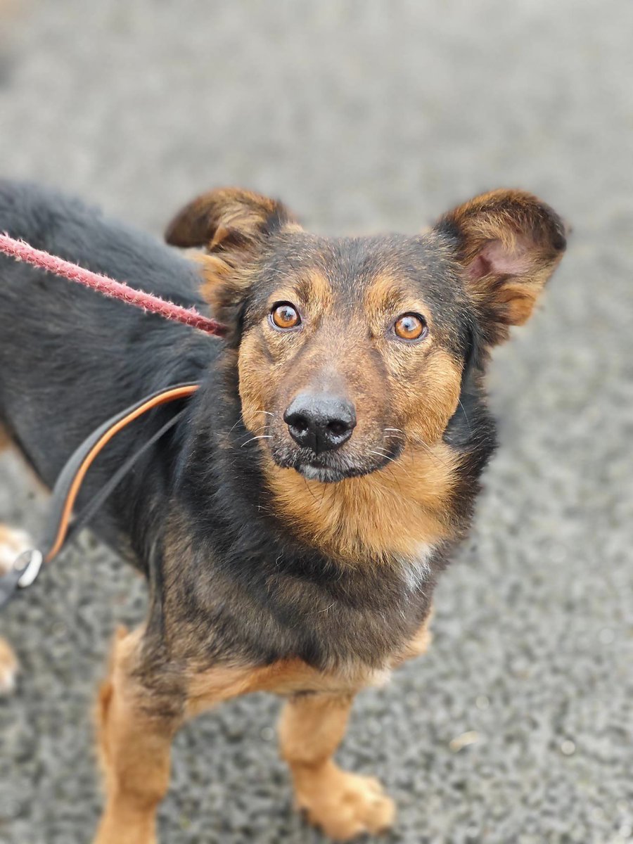 So who is looking for a small / long beautiful cuddly boy that needs his home to be calm and peaceful
Would suit an older couple that is active and experienced with dogs
Marvin is funny , he’s quirky, he’s cuddly. he is on a confidence building training programme and loving it