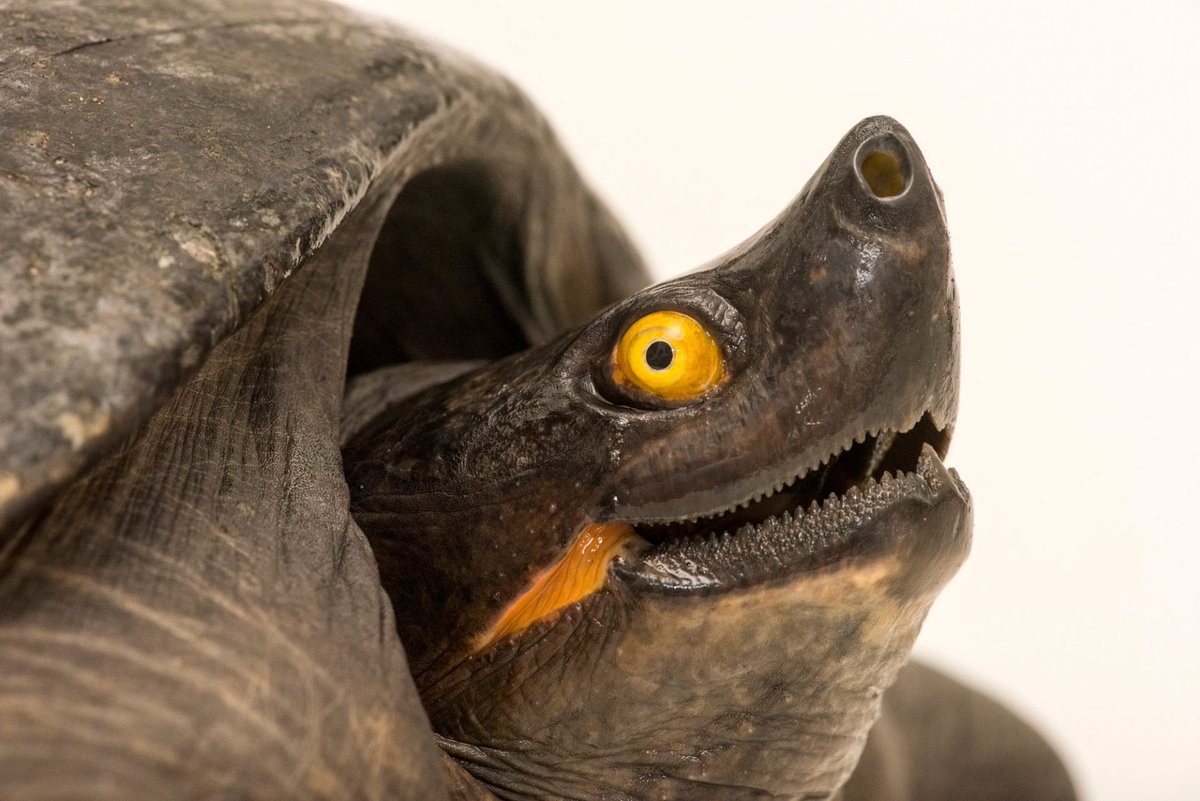 With its piercing yellow eyes, the face of this Indochinese southern terrapin is not an easy one to forget. But over the last 75 years, several subpopulations of this critically endangered species have gone extinct, and those remaining have experienced major declines.