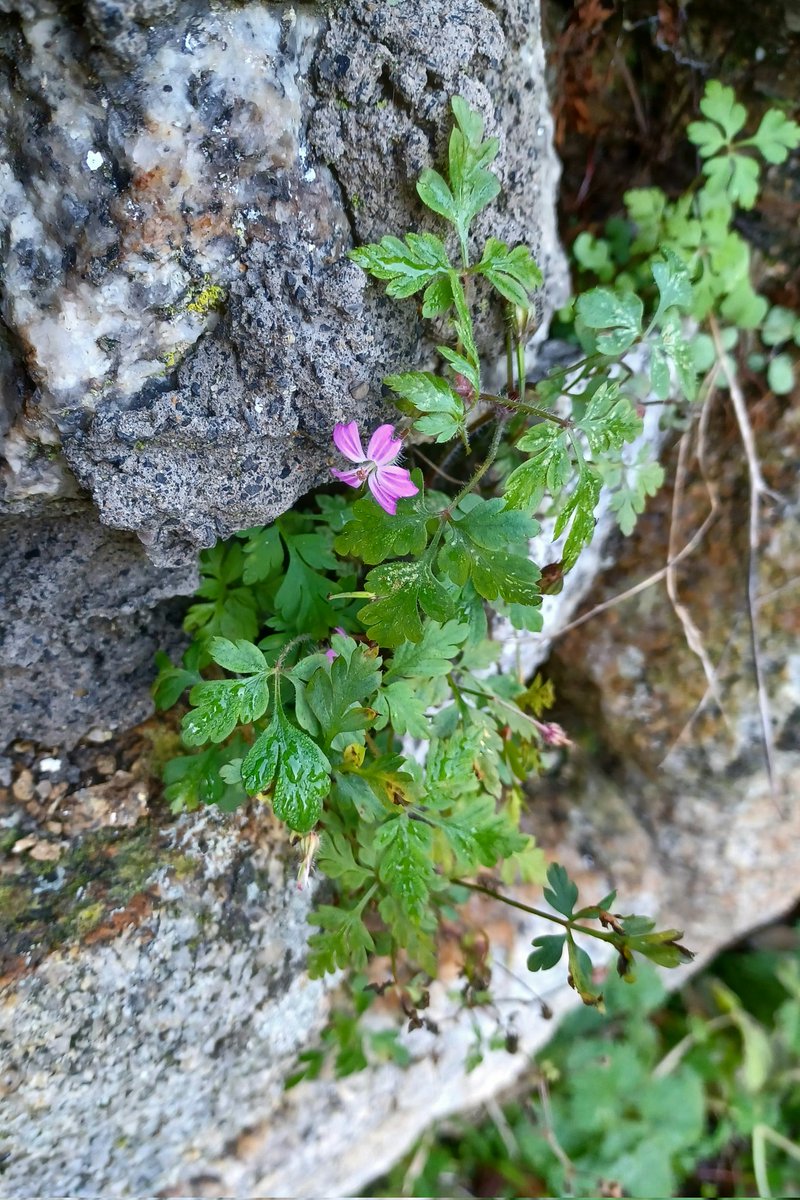 A favourite..  Herb-robert .. in Dalkey, Co Dublin. <a href="/wildflower_hour/">wildflowerhour</a> <a href="/BioDataCentre/">Biodiversity Ireland</a>