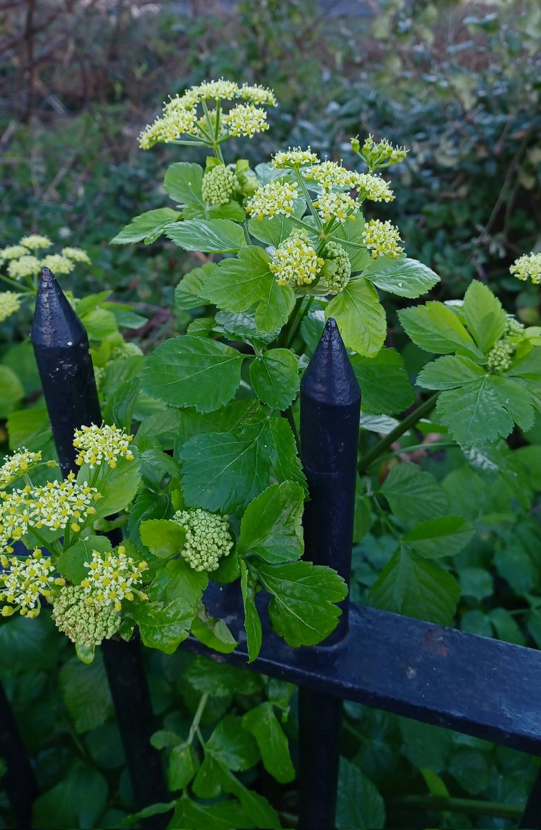 Zoe Devlin (@zoedev1174) on Twitter photo Alexander's in pristine condition, shiny green leaves and loads of flowers. In Dalkey, Co Dublin. <a href="/BioDataCentre/">Biodiversity Ireland</a> <a href="/wildflower_hour/">wildflowerhour</a> Alexander's in pristine condition, shiny green leaves and loads of flowers. In Dalkey, Co Dublin. <a href="/BioDataCentre/">Biodiversity Ireland</a> <a href="/wildflower_hour/">wildflowerhour</a>