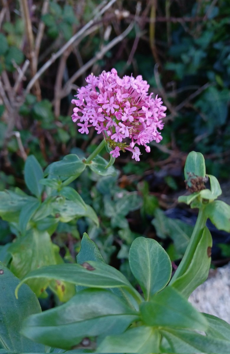 Red Valerian. In Dalkey, Co Dublin today.  <a href="/wildflower_hour/">wildflowerhour</a> <a href="/BioDataCentre/">Biodiversity Ireland</a>