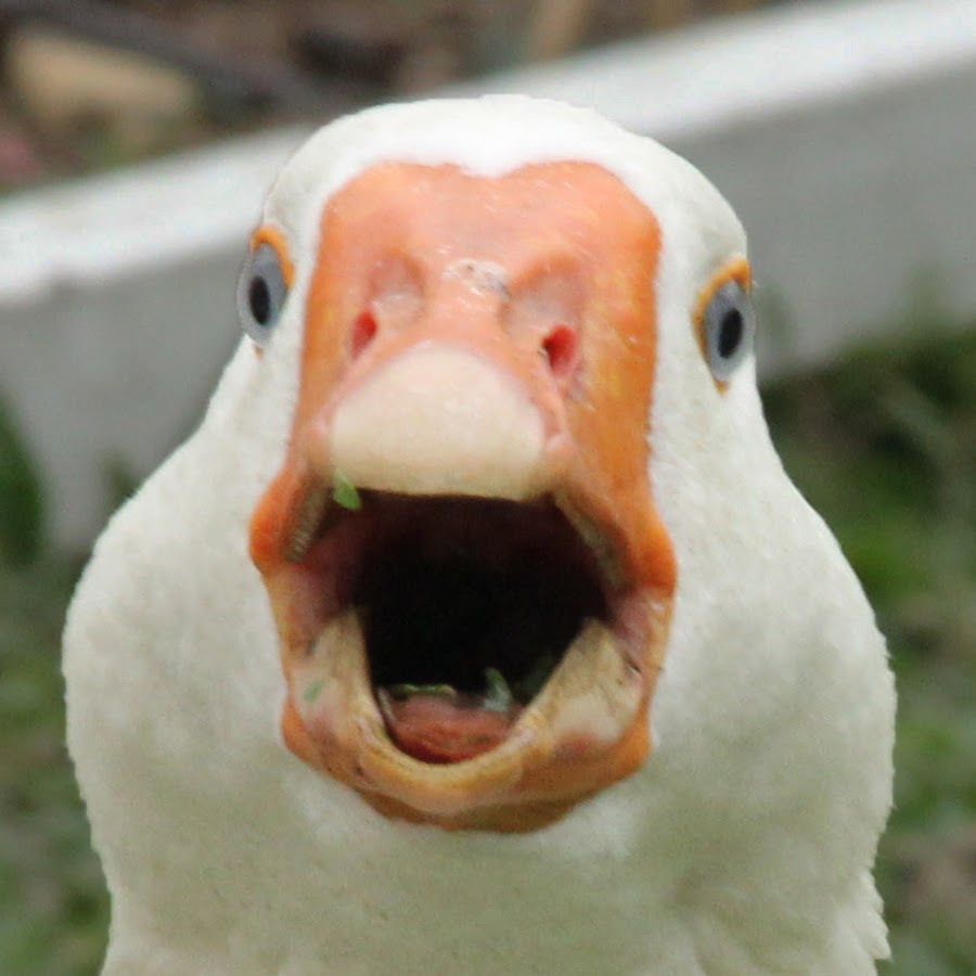 Not Dolan tweet media