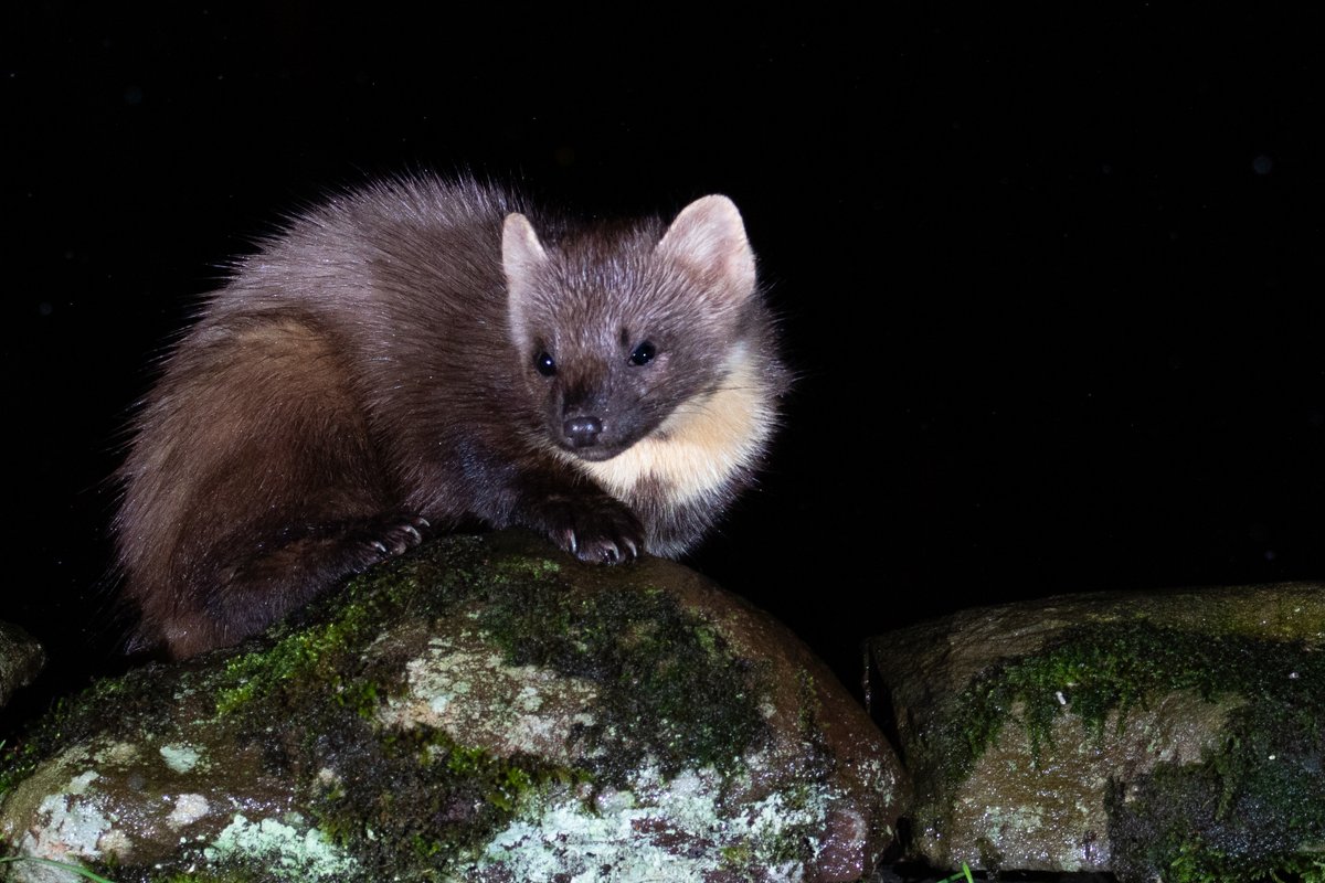 TringaCottage's tweet photo. Spent the New Year in D&amp;G Scotland, blown away by the wildlife and the open spaces, will visit again later this year......(Part 1) https://t.co/TIXfSxQNU8