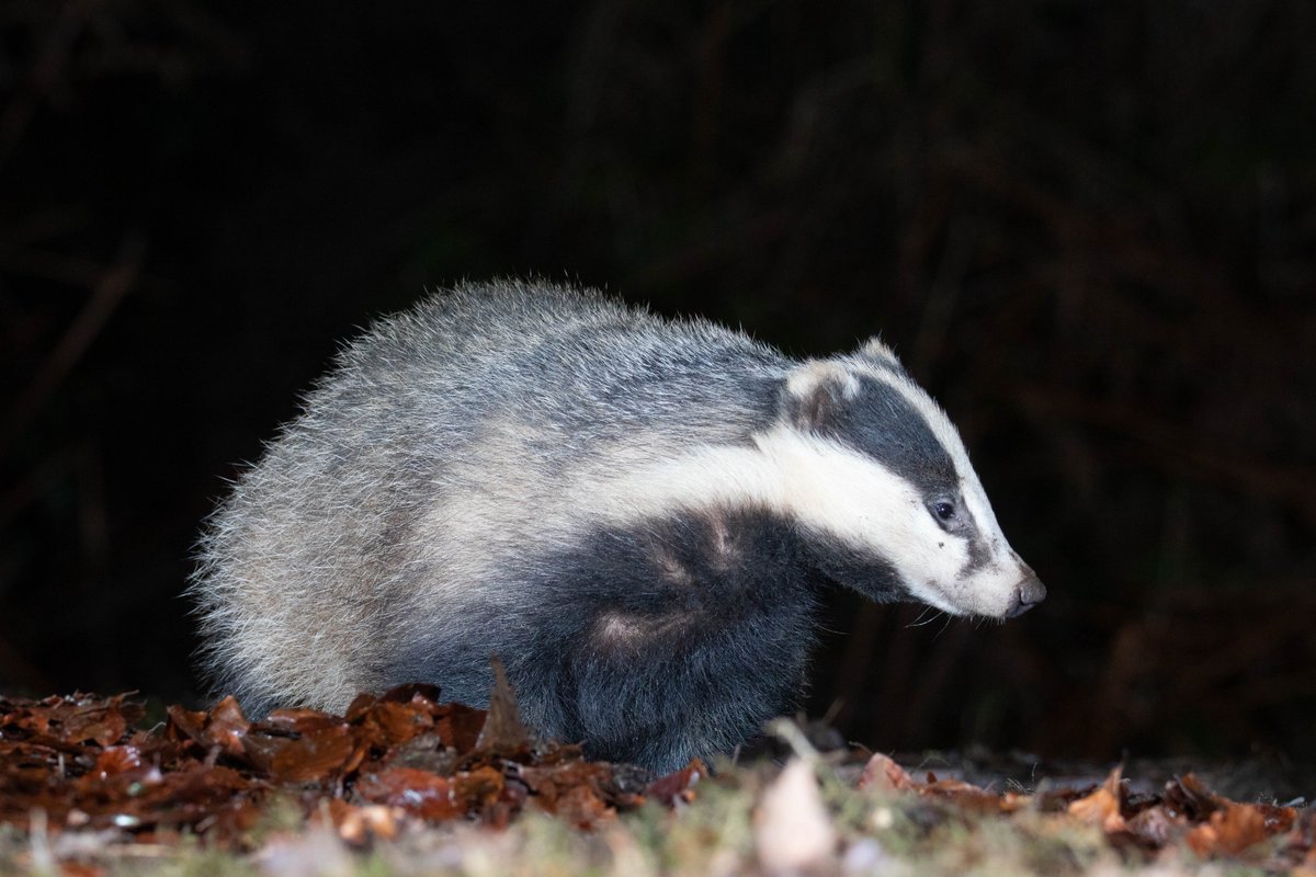 TringaCottage's tweet photo. Spent the New Year in D&amp;G Scotland, blown away by the wildlife and the open spaces, will visit again later this year......(Part 1) https://t.co/TIXfSxQNU8
