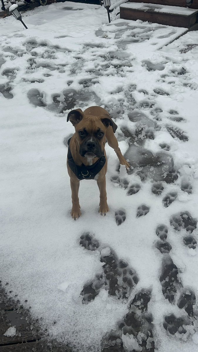 MarcusSadowski's tweet photo. @WCVB first snow storm for Winston https://t.co/ujMJkQwK3t