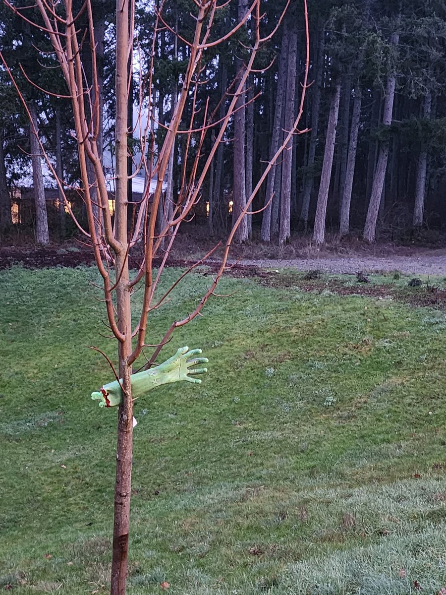 mthman's tweet image. Good morning from the PNW! #RandomThings