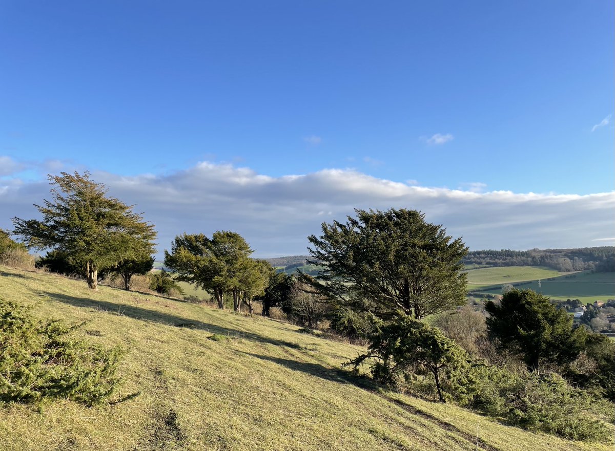 EmmaCameron9's tweet photo. Beautiful day at #LevinDown nature reserve, my favourite place on the South Downs. Lots of hazel catkins and even spotted a goshawk though no photo. ⁦⁦@SussexWildlife⁩ ⁦@sdnpa⁩ #SouthDowns https://t.co/TOAs02i1CM