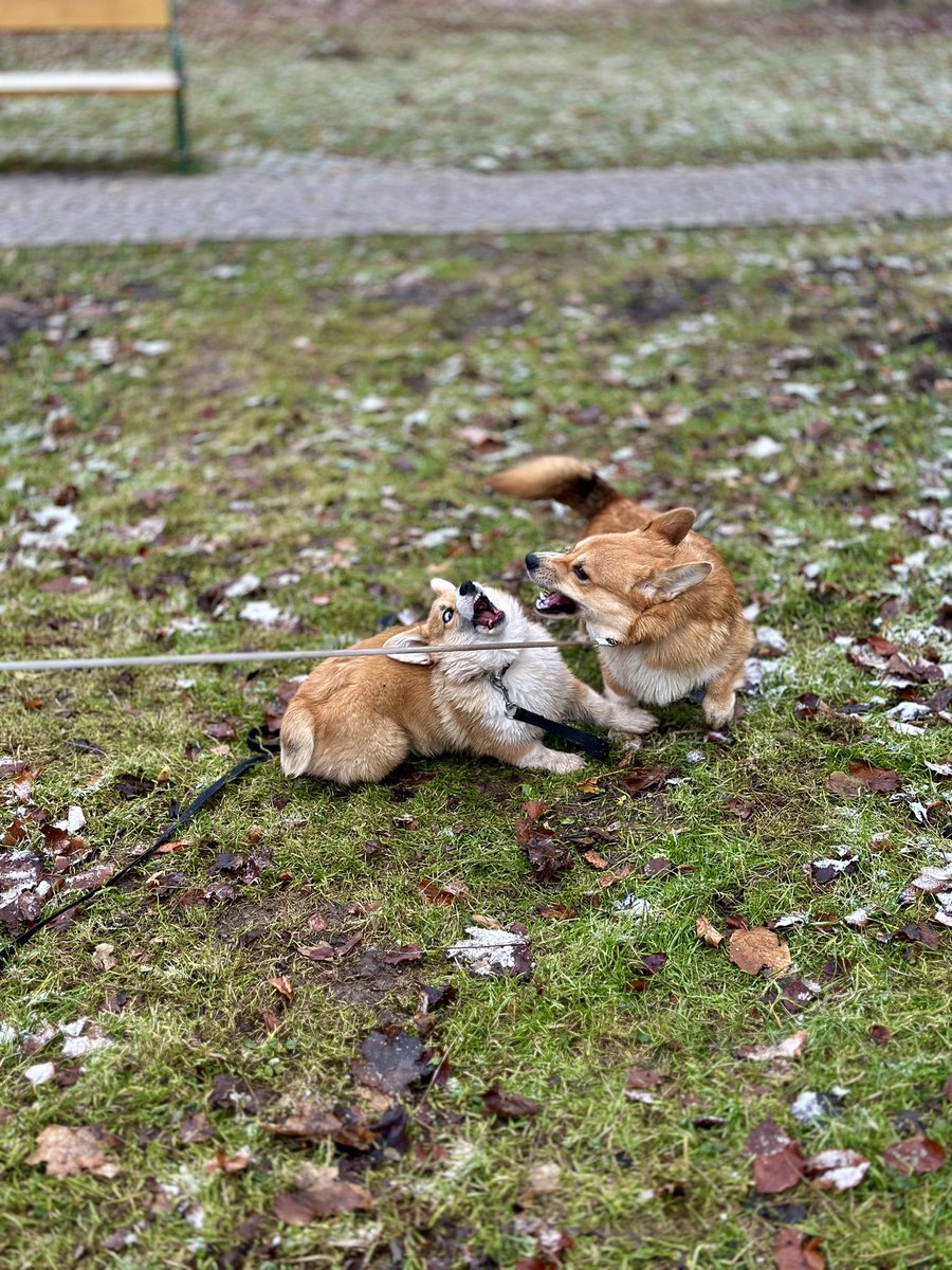AfewpagesofHope's tweet photo. Dnešní procházka a řádění s corgisakem Alvinem 🐶🐶 
Pocem tě chlamstnu do ocasu a do krku🐶
#OrkaTheCorgi #CorgiCrew #twilisky #welshcorgipembroke https://t.co/zE7P6eeNID