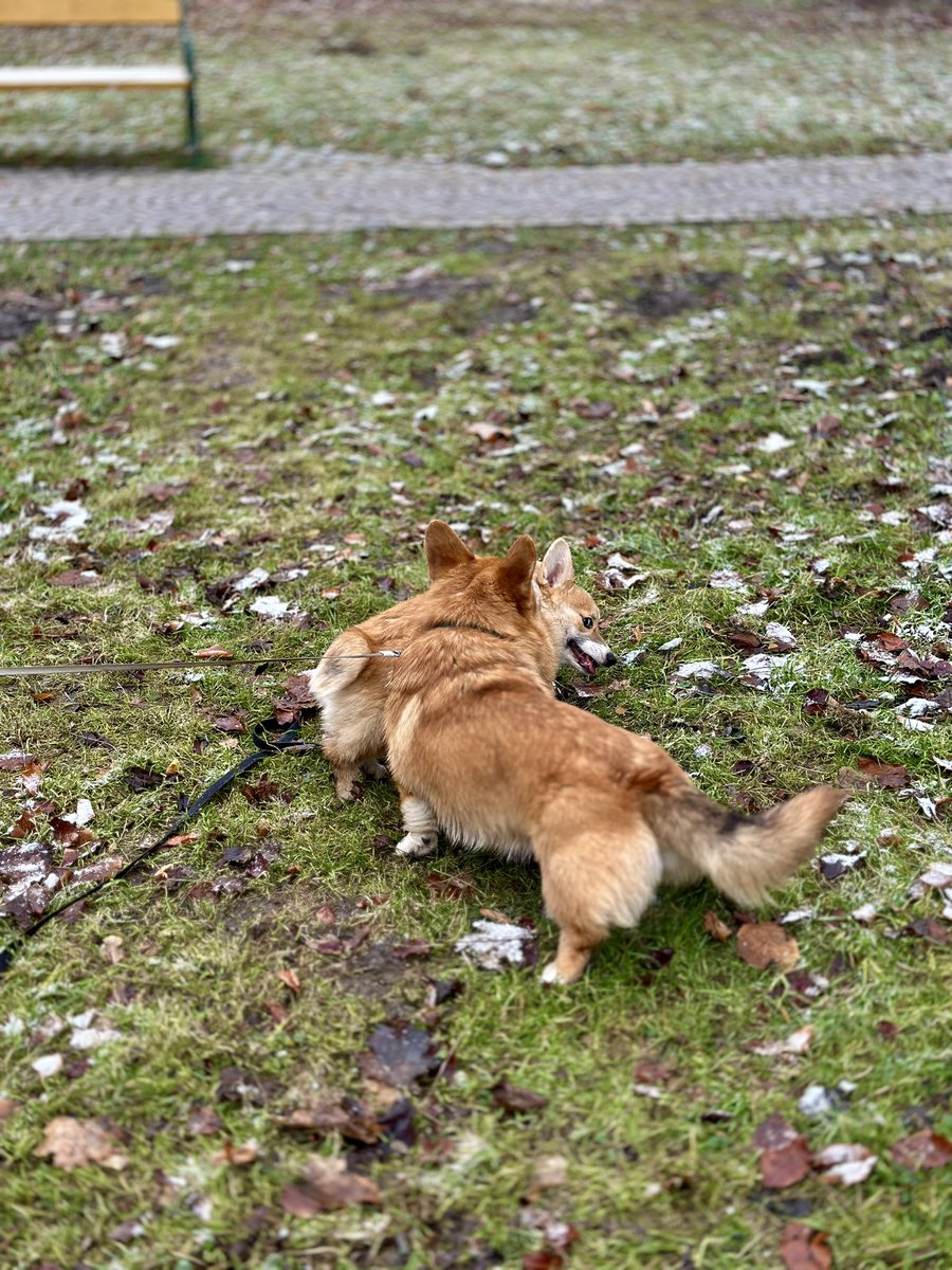 AfewpagesofHope's tweet photo. Dnešní procházka a řádění s corgisakem Alvinem 🐶🐶 
Pocem tě chlamstnu do ocasu a do krku🐶
#OrkaTheCorgi #CorgiCrew #twilisky #welshcorgipembroke https://t.co/zE7P6eeNID