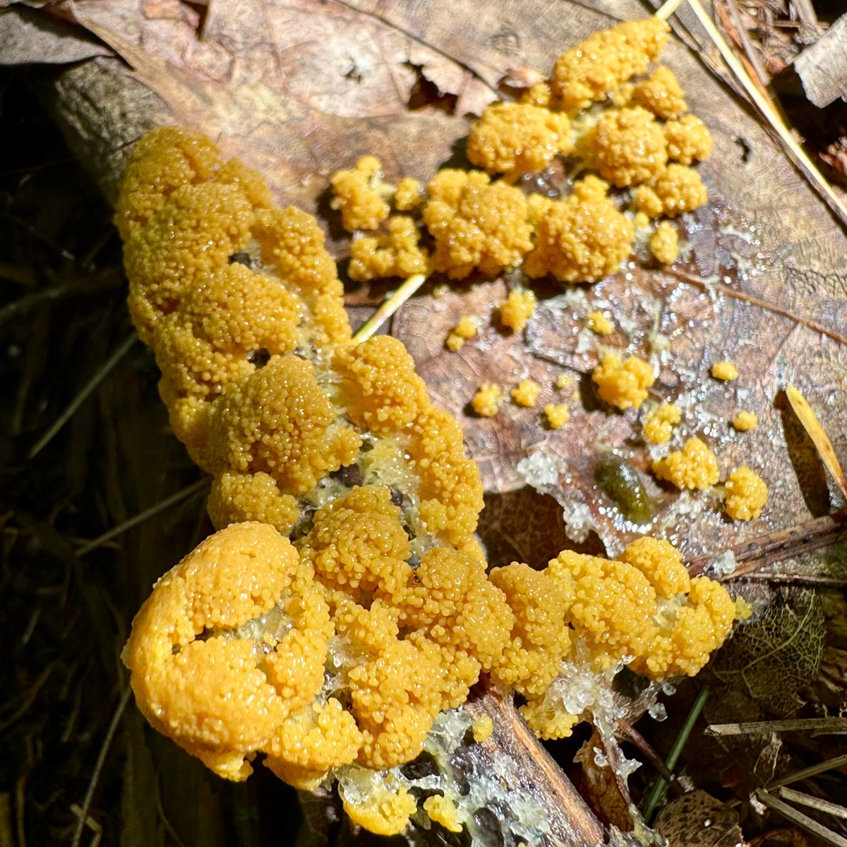 Forbidden forest caviar 

#SlimeMoldSunday