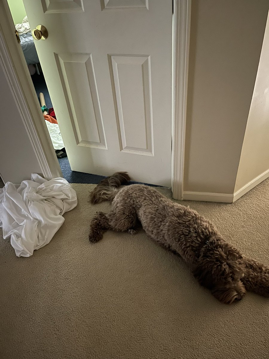 karrie_joy's tweet photo. While I did laundry Thursday, Tucker waited outside #1 brother’s room for him to get up, but he’d left for AL. Today he’s waiting outside #2 brother’s room, but he went back to school this morning.
Same Tucker….same. 💔
#proudmomma #beingtheirmomismyfavorite
#goodbyessuck #seeyousoon