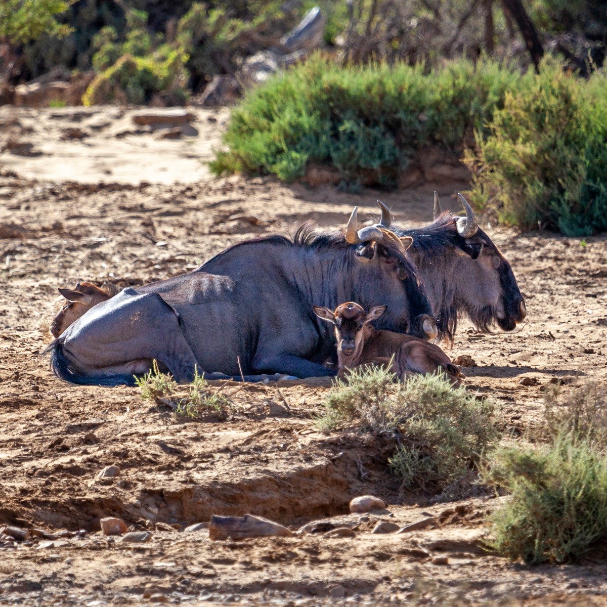 #CapeTownSafari We've been blessed with plenty of births on the reserve recently 💓 Which 'wild baby' would you like to see the most? inverdoorn.com