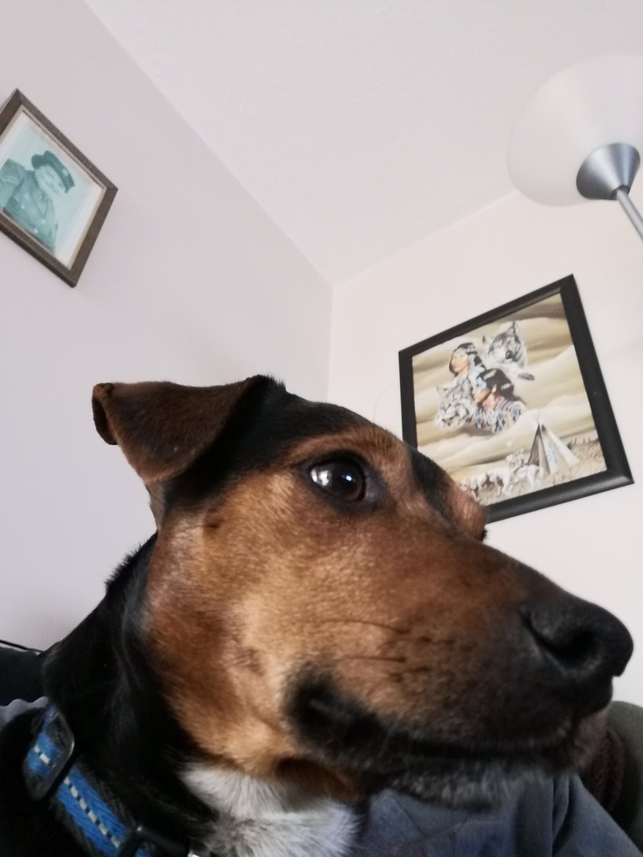redmedicuk's tweet photo. @Phil_Sledge My furry baby
#Alfie
#furrybaby https://t.co/rx4CxU2e7d