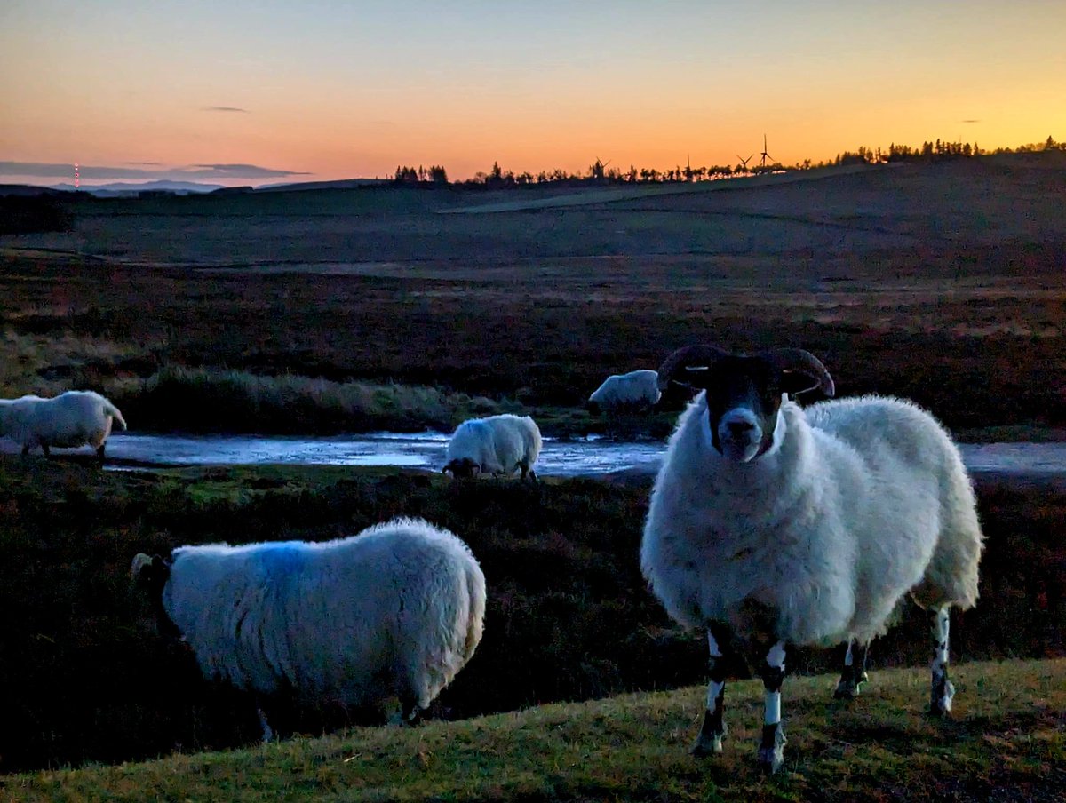 Cosaig Cottage & Lurchers Max & Oscar tweet media