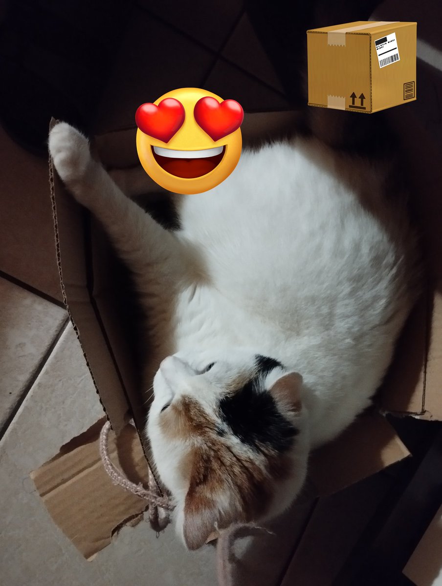 Blueeyesaddict's tweet photo. Enjoy your Sunday anyway you can! 😊 I love #CatBoxSunday .Iduna 😸 #CalicoCrew  #cats #box #smoothSunday https://t.co/wHI5CAWoqt
