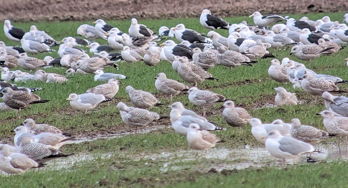 Plenty of Caspian Gull action this weekend at Long Drove , Cottenham with 7 birds yesterday including Polish ringed adult and 6 today with a Czech ringed 2CY again @CambsBirdClub