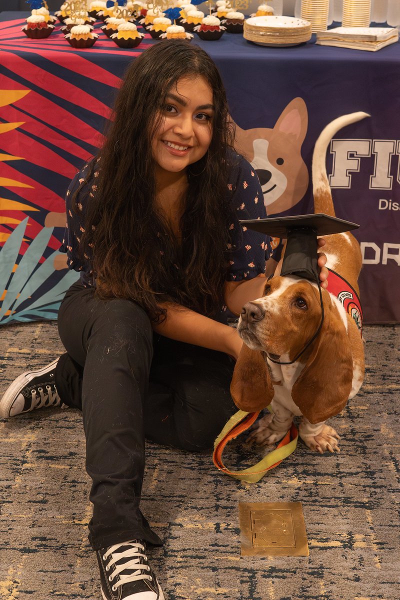 FIU's tweet photo. Meet Bagel The Bassett, a dedicated service dog to #FIUgrad, Christina Abanto. Bagel was recognized in a ceremony by FIU's Disability Resource Center, where he received an honorary degree 🎓 after becoming a beloved fixture in his owner's classes. He's a good boy indeed! 🐶 https://t.co/gxameWYfAT