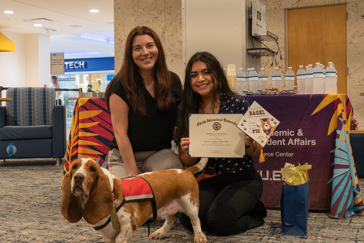 FIU's tweet photo. Meet Bagel The Bassett, a dedicated service dog to #FIUgrad, Christina Abanto. Bagel was recognized in a ceremony by FIU's Disability Resource Center, where he received an honorary degree 🎓 after becoming a beloved fixture in his owner's classes. He's a good boy indeed! 🐶 https://t.co/gxameWYfAT