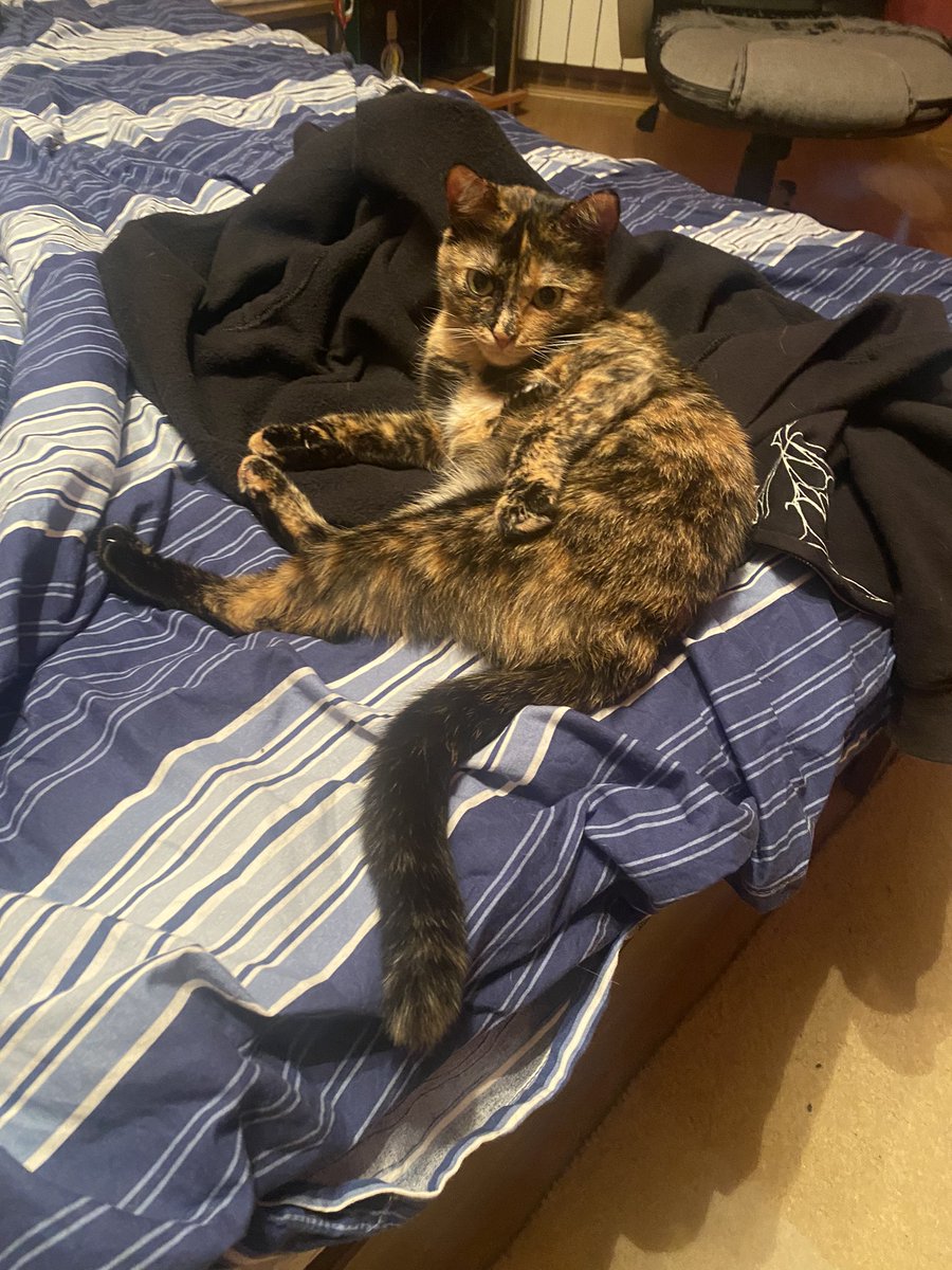 bobarkata1's tweet photo. Relaxing after the zoomies https://t.co/ls3mJEf3Ss
