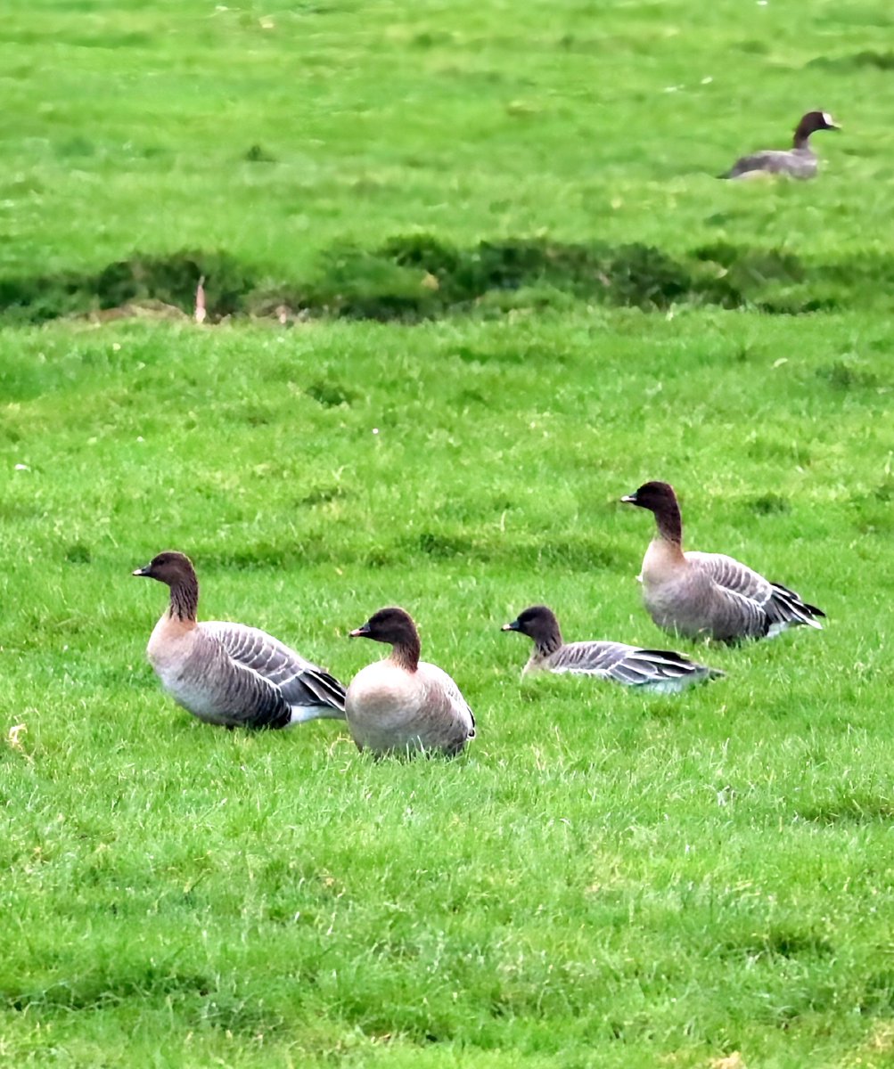 Wat een fraaie gans is het toch #kleinerietgans