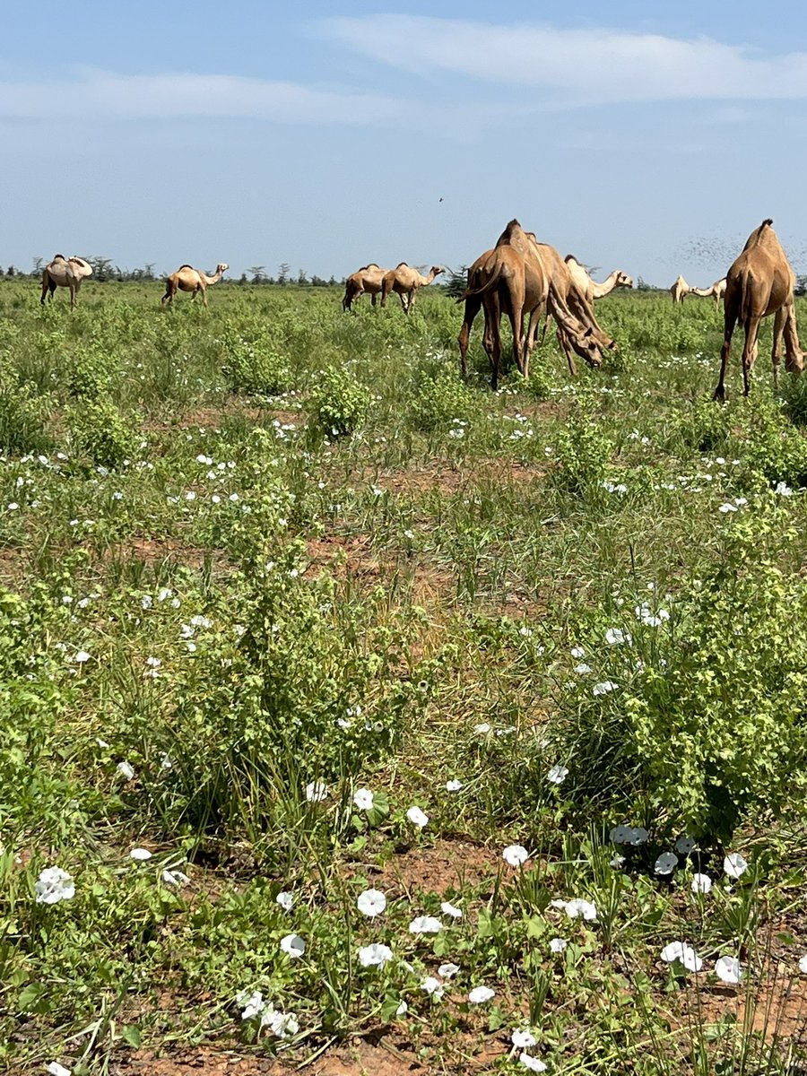 atoshashy's tweet photo. Camels in Northern Kenya are joyfully grazing on healthy grasslands after welcoming the blessings of the Deyr rains. The pastoralist communities are filled with happiness  for this thriving environment
@WorldPastoral @PASTRES_erc @DrRaziqKakar @IlseKohler https://t.co/h4xqN2fdCa