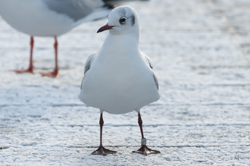 Harry Kuipers tweet media