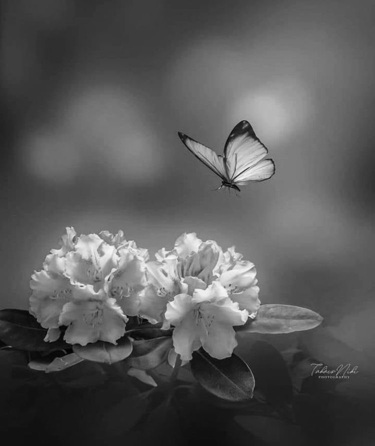 Saffron606's tweet photo. https://t.co/rCKok9wYR8