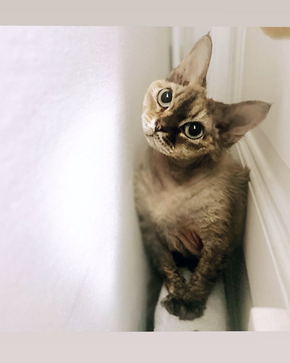 This is me wishing you all a Happy New Year 😽