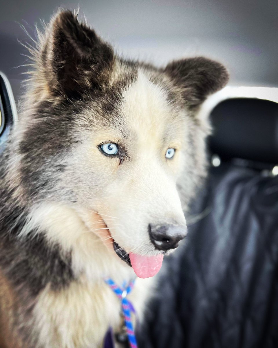FreedomDrivers's tweet photo. Billy is starting 2024 off by retiring from his life as a sled dog! He’s now safe with @RockyRoadRescue. Thanks Freedom Drivers! #animalrescue #quebec https://t.co/hffVOs839J