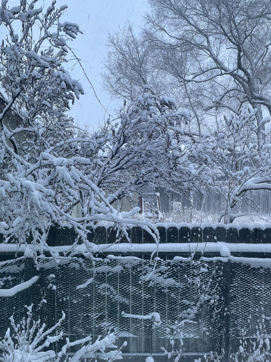 AuthorCarson's tweet image. We got a little snow yesterday! #snowfall  #snowy #januarysnow