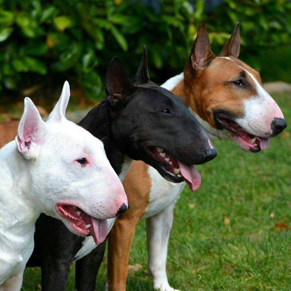 whyaredogscute's tweet photo. When the squad hears there's a BBQ next door 🐶🍔😂 #SquadGoals #Doggo #FunnyDogs #Cute #Dog #PuppyLove #FriendshipGoals #BarkBBQ https://t.co/itEH0BOfhj