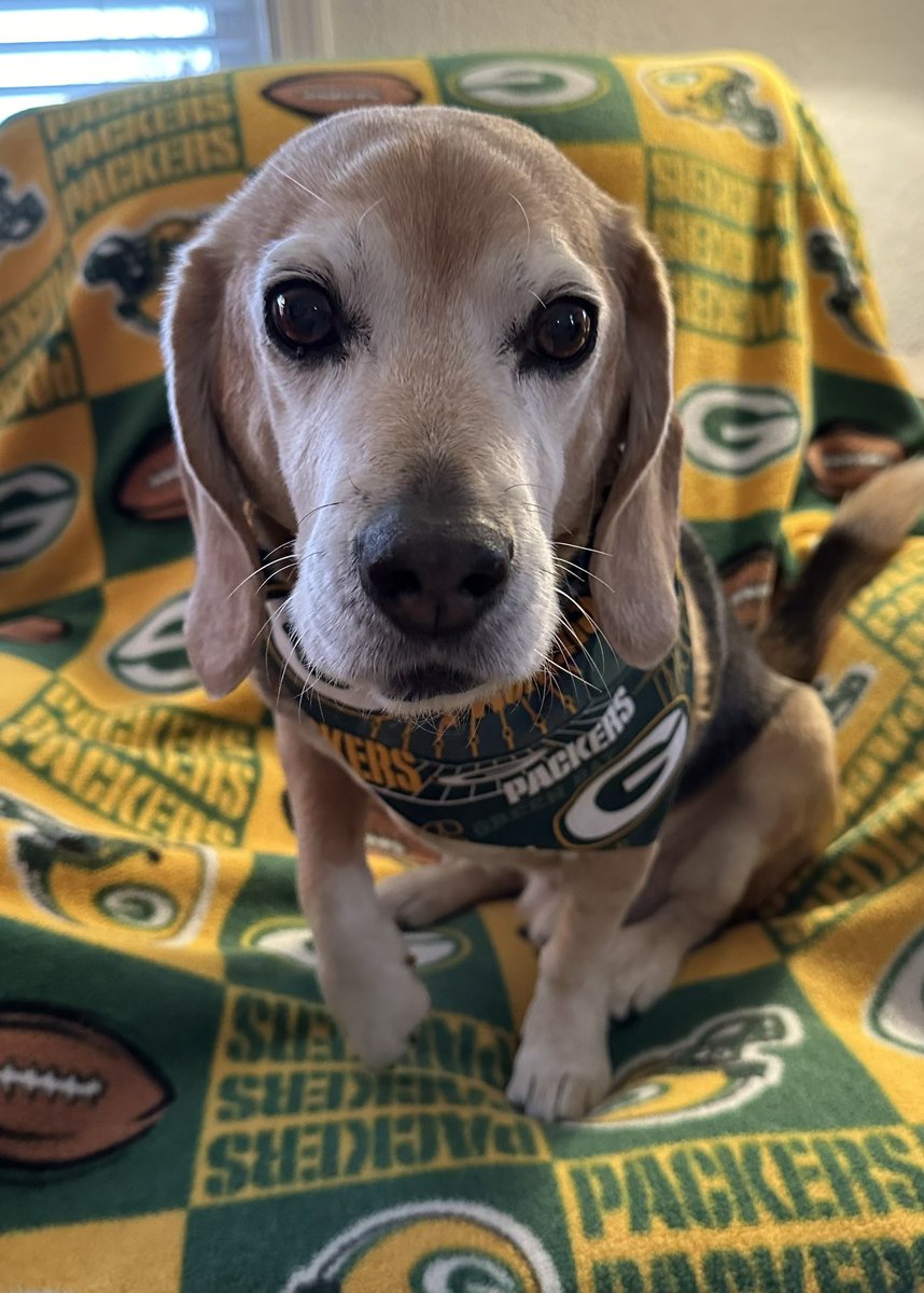 As week 18 of 🏈 winds down, me wants to pay tribute to me friend Jack <a href="/GeriatricJack/">Jack🌈 and the human</a> the football predictor extraordinaire who recently crossed 🌈. Let’s all honor Jack’s memory by posting pictures of your favorite 🏈 team &amp;/or apparel!! #GoPackGo 
Use #RememberingJack 
#DogsofX