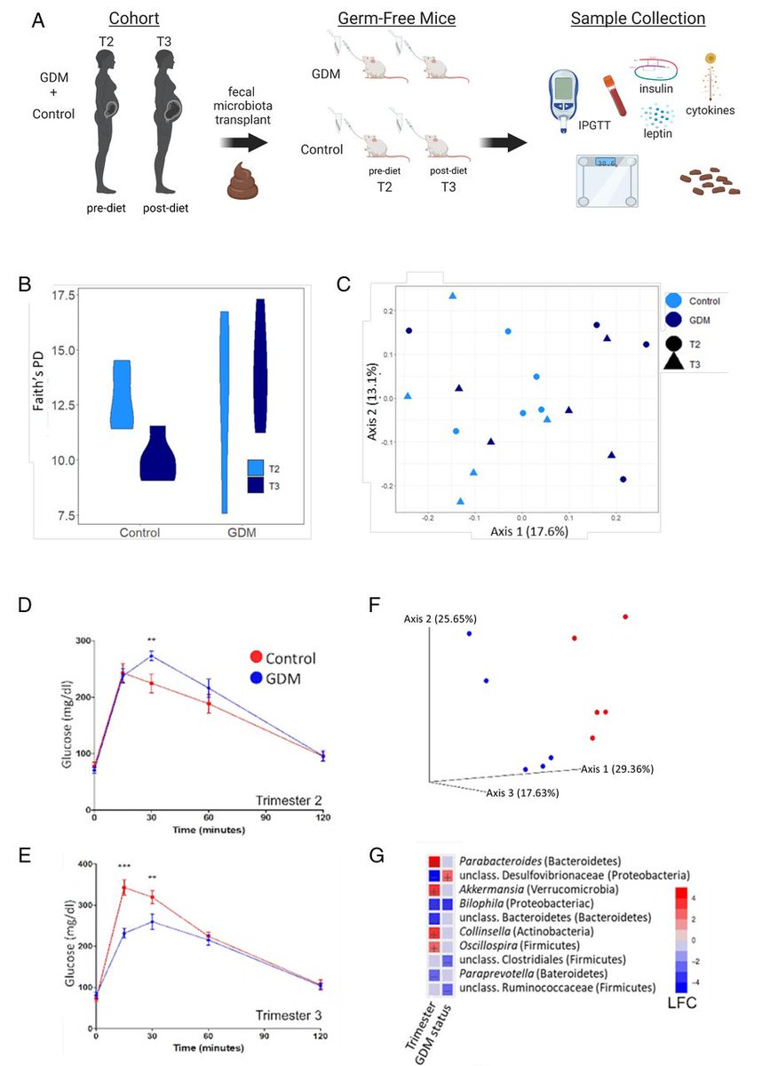 Check out our newest research on the interactions between the gut microbiota and gestational diabetes (GDM) in @Gut_BMJ ! 'Positive effects of diet-induced microbiome modification on GDM in mice following human faecal transfer' gut.bmj.com/content/early/… @KorenLab