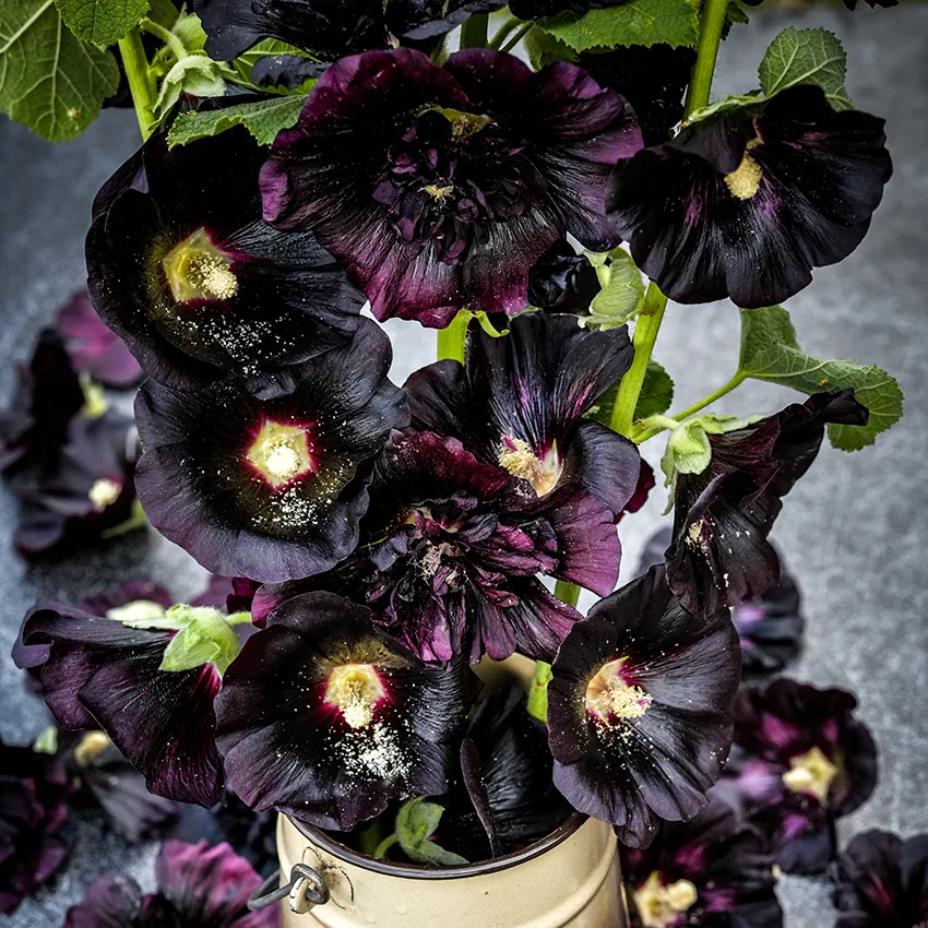 The Thought Emporium 🌻 tweet media