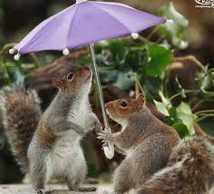 Squirrel lover (@SquirrelloverA) / Posts / X