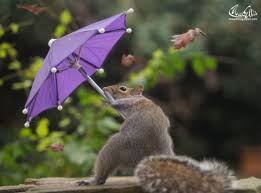 So beautiful squirrel ❤️

Photography ❤❤❤😛😛

#bestphotochallenge
#BestPhotographyChallengeio
#picturechallenge
#photo
#challenge
#photographychallenge
#mickeygaurav
#picture
#picoftheday
#photographer
#photoshoot
#photochallenge
#PhotoEditingChallenge