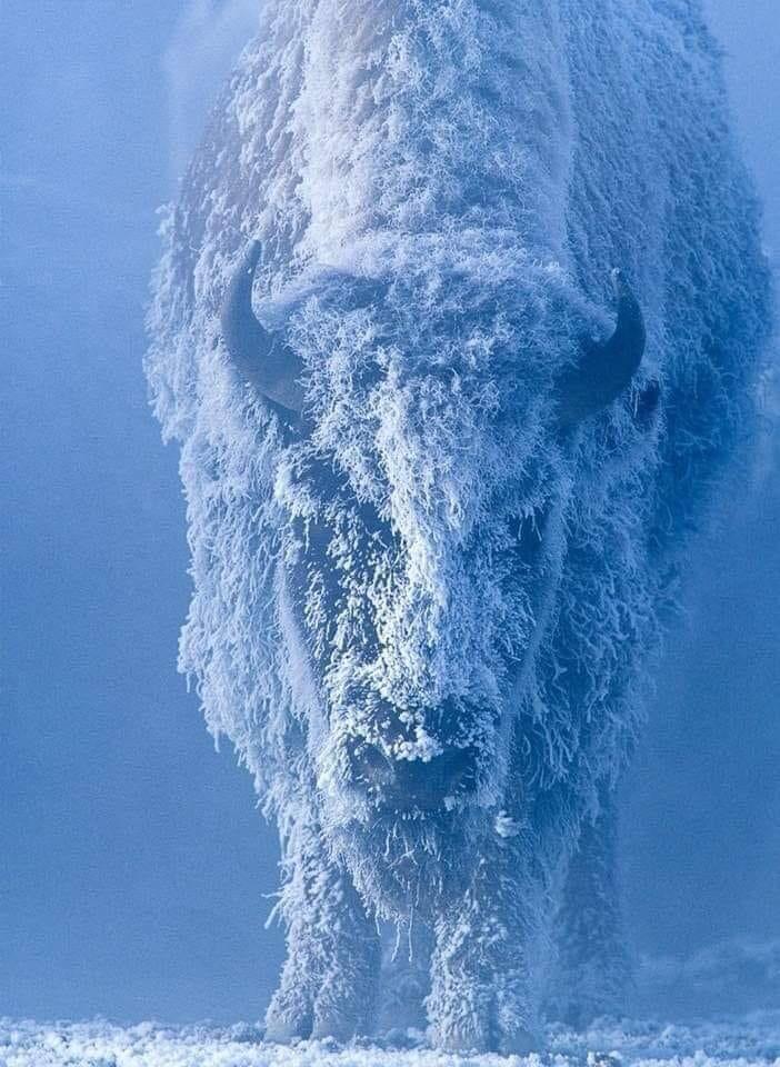 Portrait of a female buffalo with frozen snow on its hair [📸 Tom Murphy]
