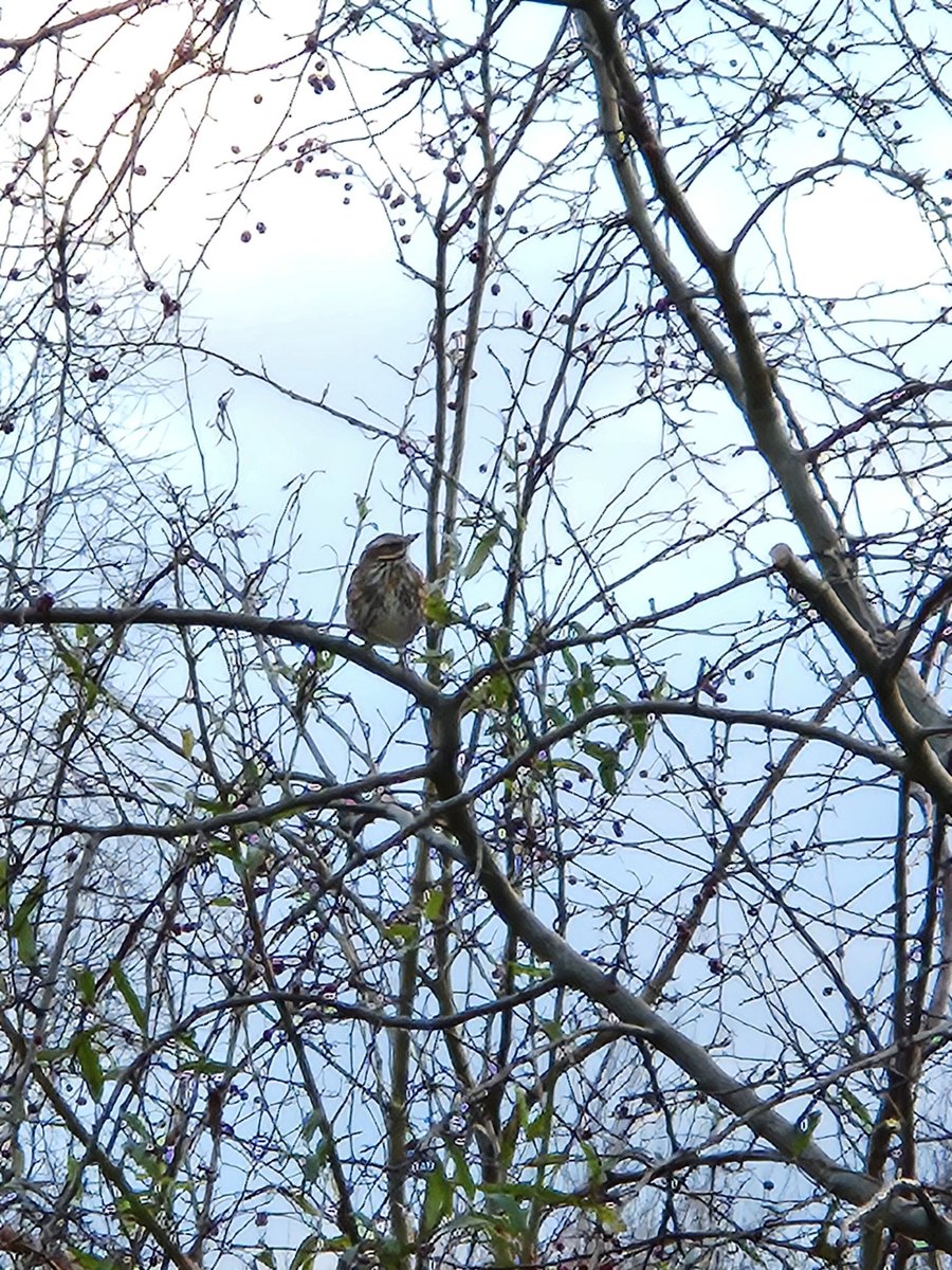 joolslox's tweet photo. Fairly terrible photo, but a redwing feeding on berries in Cooper's Edge, Brockworth. Makes a nice change from the usual magpies and wood pigeons! #GlosBirds https://t.co/TIL2VCNP1Y