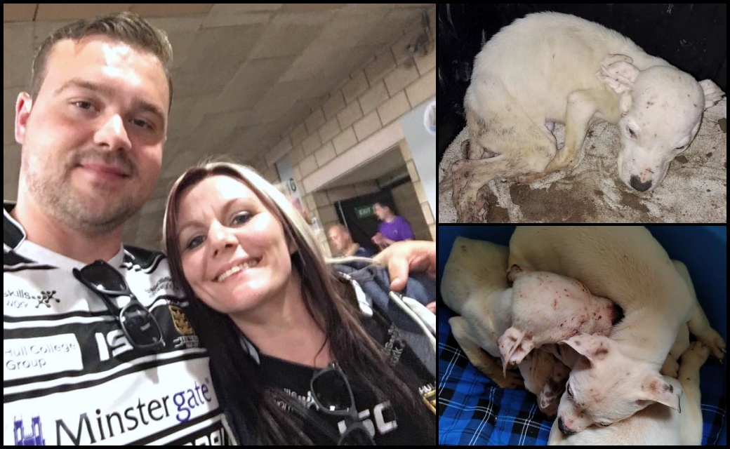 Please retweet CONVICTED | backyard breeders Stephanie Boyd, 42, and Daniel Jordan, 35,  from #Marfleet, #Hull  #YORKSHIRE AVOID JAIL -  after they left six American bulldog puppies to starve to the extent where some developed spinal deformities, 3 died.
On 28 December 2022 the