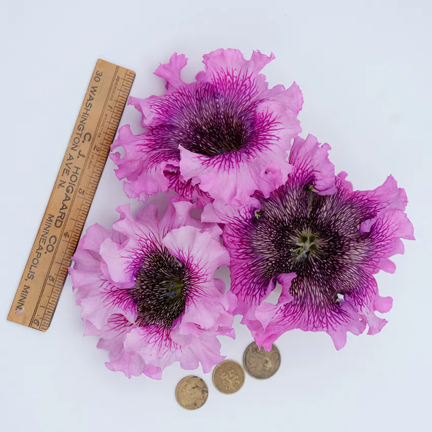 The Thought Emporium 🌻 tweet media