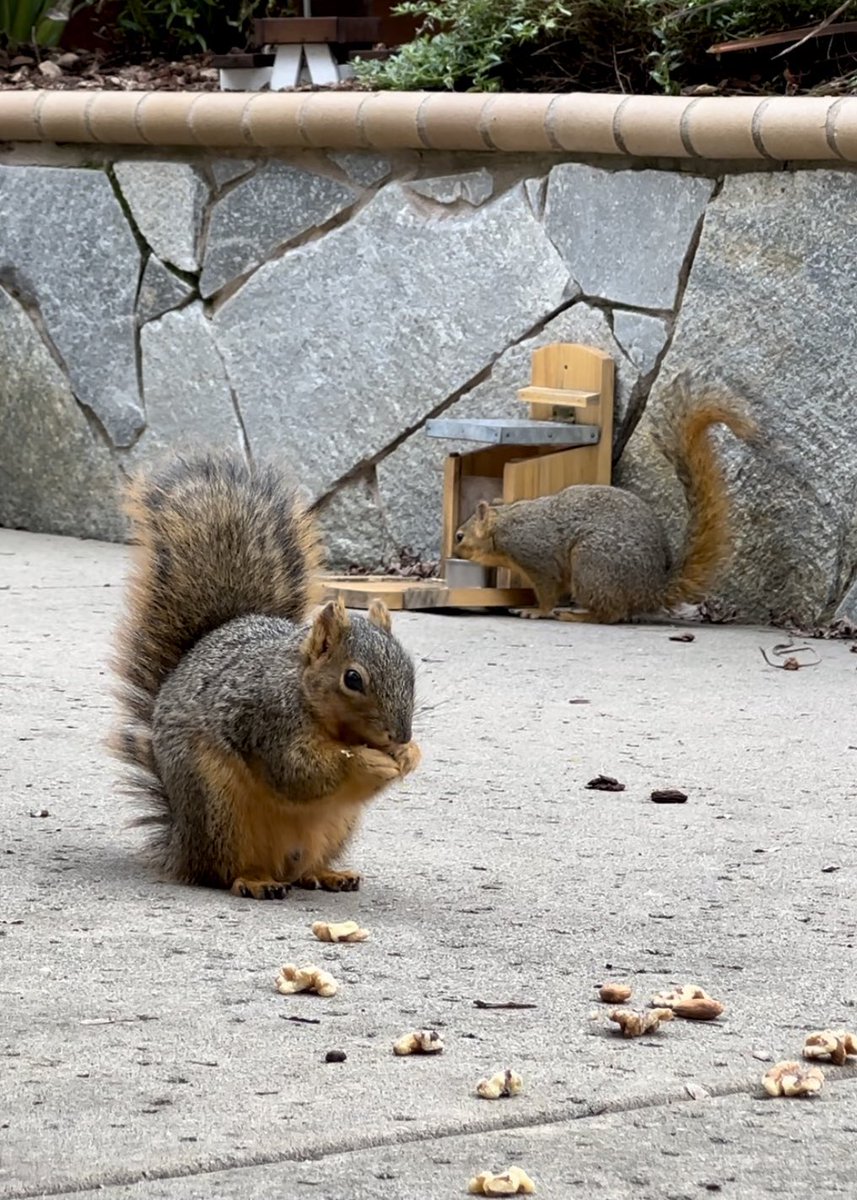 The #squirrelcafe has been as busy as ever in the new year! 💜🐿️ #squirrels #squirrelscrolling