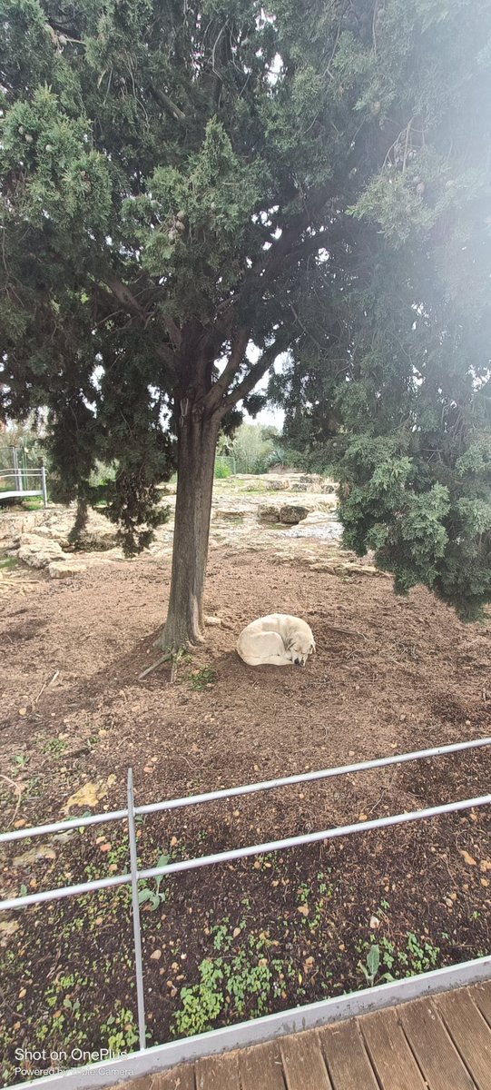 fifered's tweet photo. while walking through the valley of the temples, let the sleeping dog lie https://t.co/NN53hb3Oso