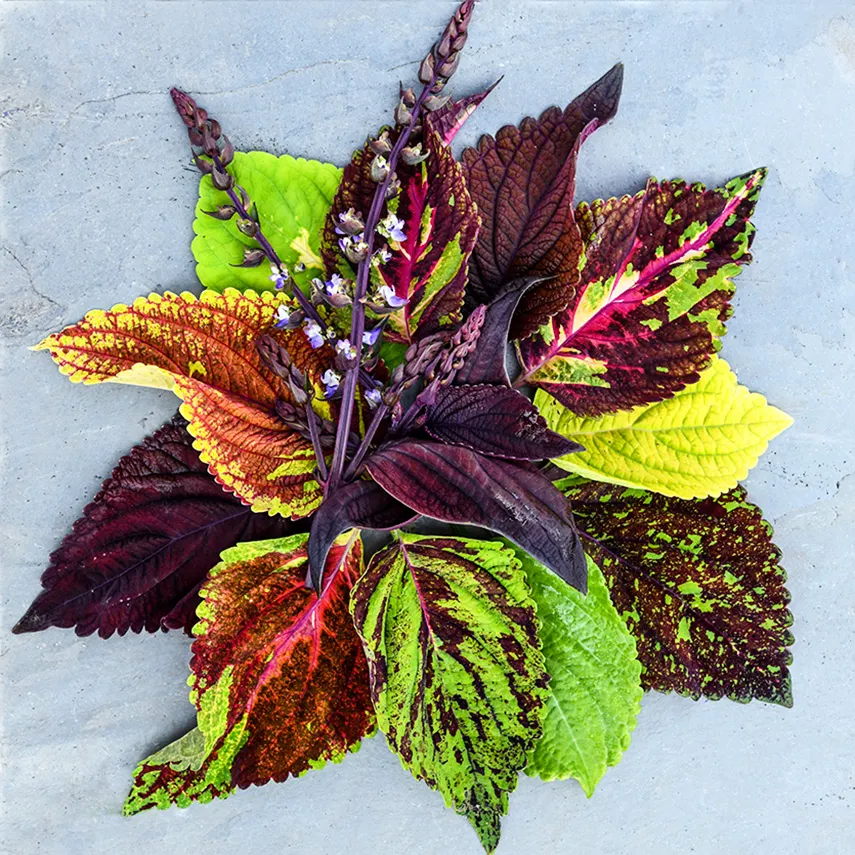 The Thought Emporium 🌻 tweet media