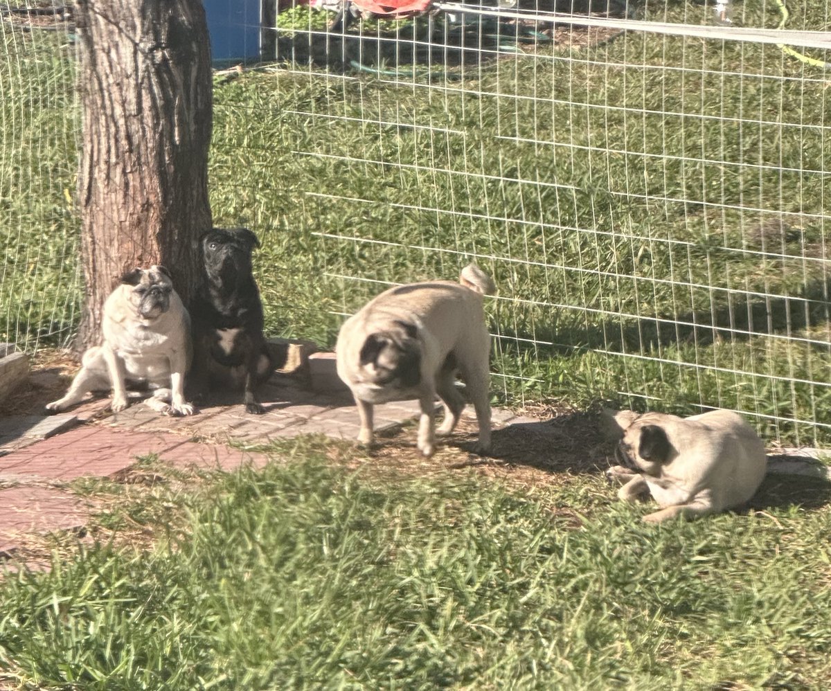 Hey #WyleeThePug come sit with the cool kids! #SoakUpTheSun #NewKidOnTheBlock