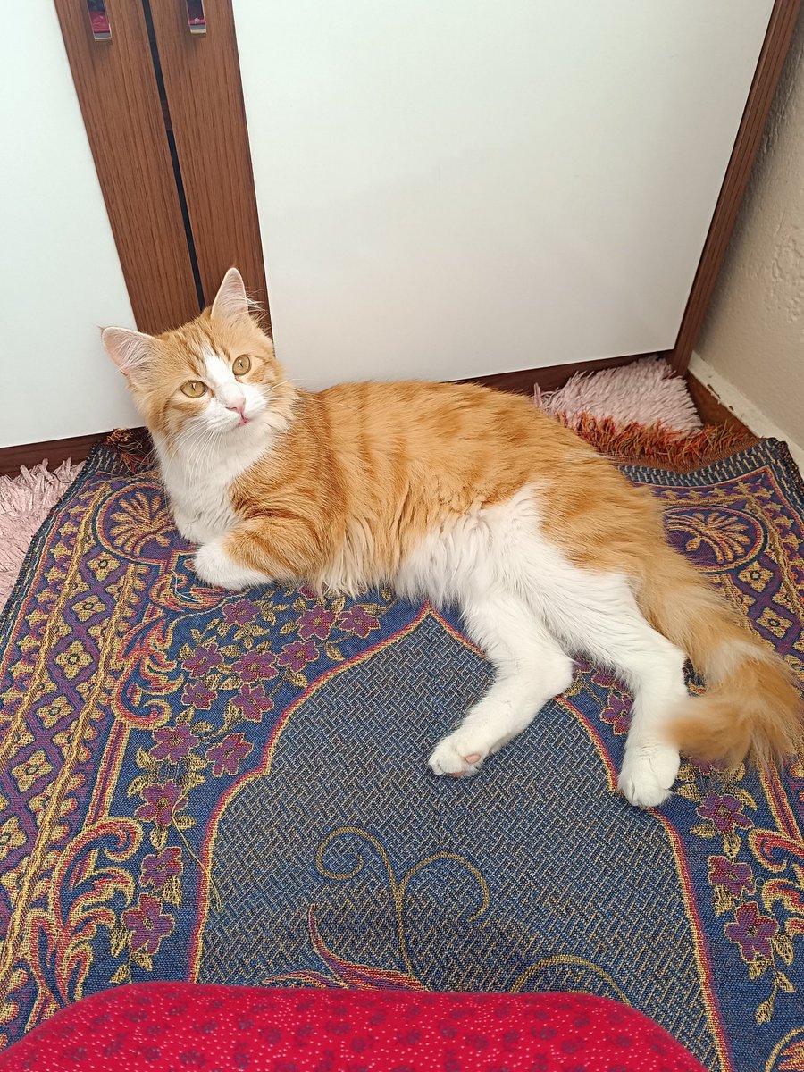 Özellikle oraya yerleşiyor 😻 gel de saldırma 😂 bu şapsikler niye böyle acaba..
Evimizin prensesi💞